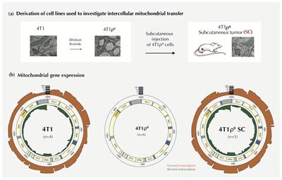 Mitochondrial DNA Affects the Expression of Nuclear Genes Involved in Immune and Stress Responses in a Breast Cancer Model